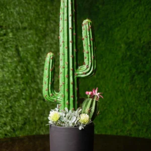Saguaro Cactus
