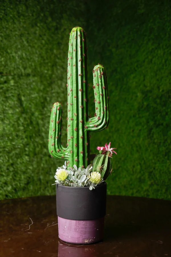 Saguaro Cactus